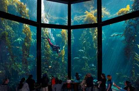  モントレーベイ水族館、カリフォルニアの海の不思議を探ろう！